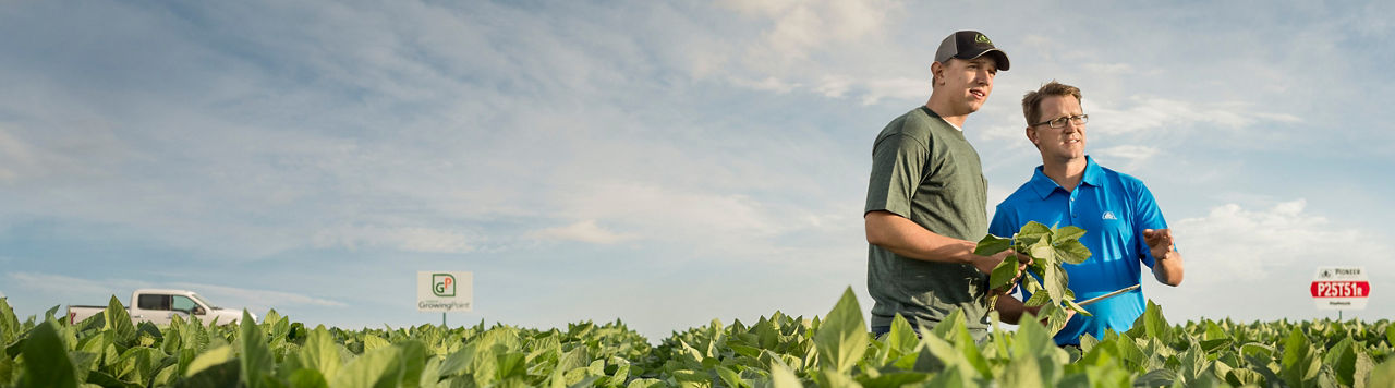 Inspecting midseason soybean field