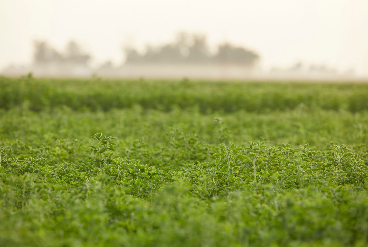 Midseaon alfalfa field