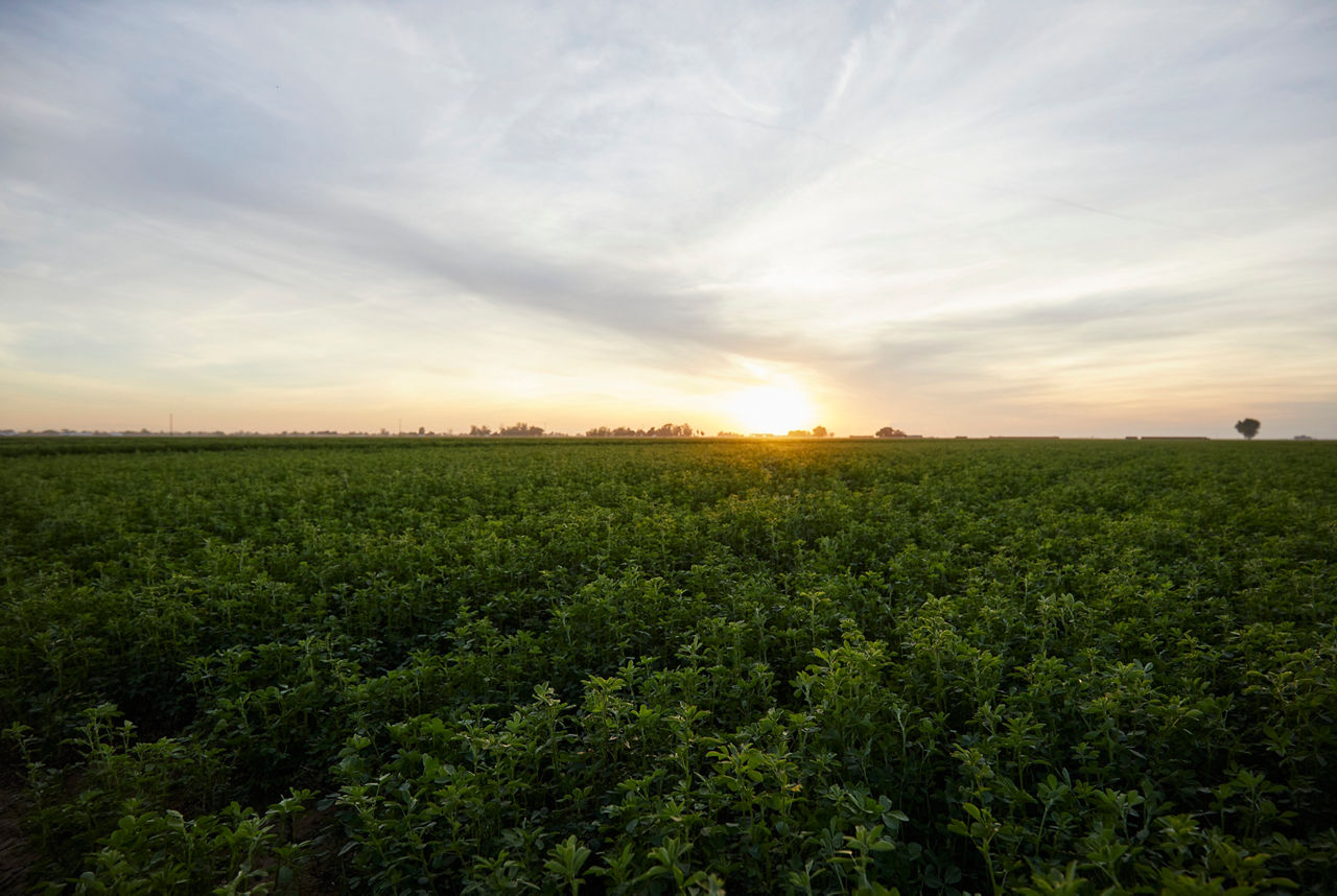 Growing Point Agronomy corn field
