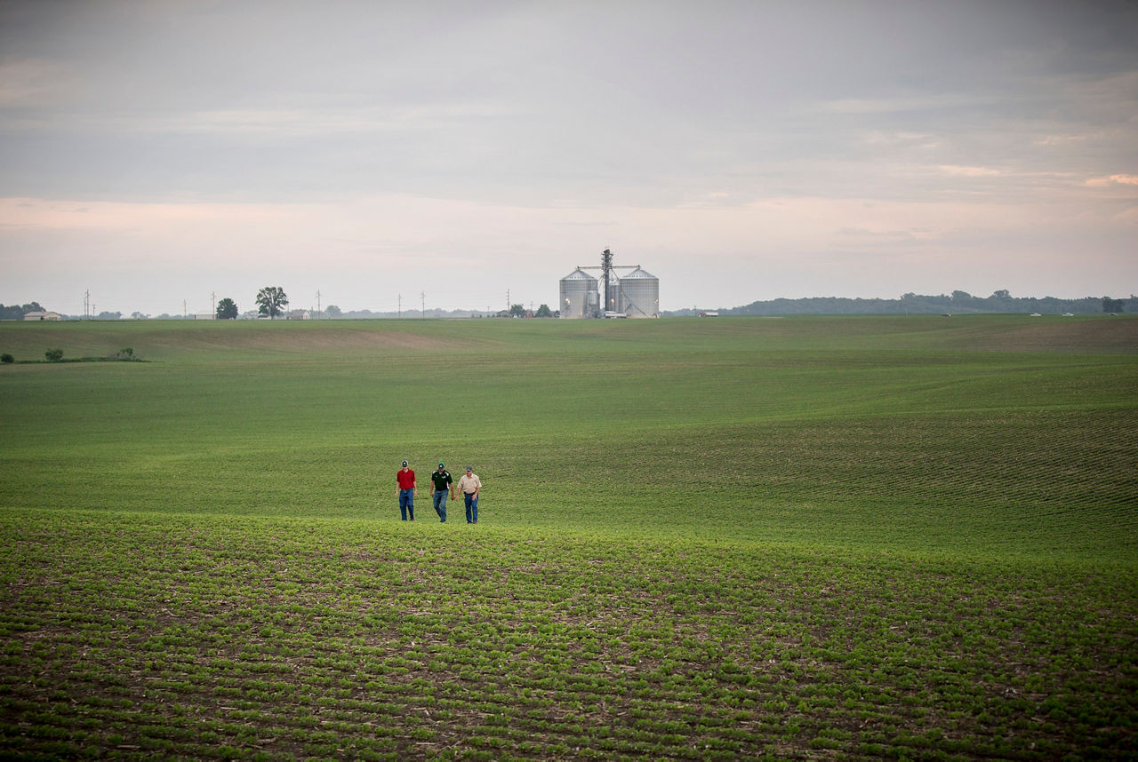 Emergence soybean field