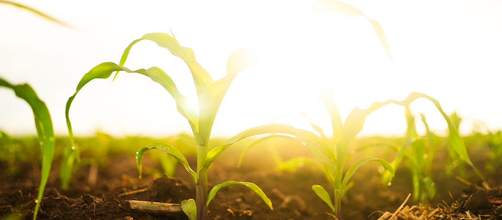 Plantas de milho próximas do solo com sol ao fundo