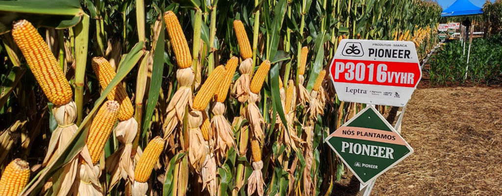 P3016VYHR: estabilidade e alta produtividade em safras desafiadoras