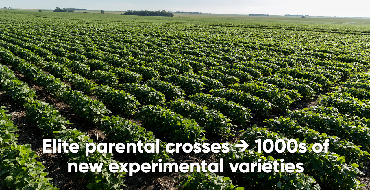 Research Plot