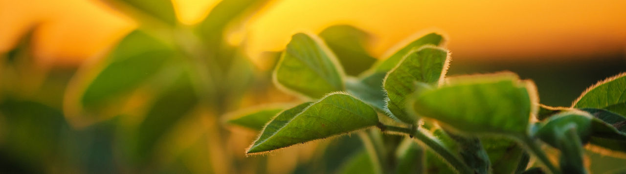 Soy plant with the sunset behind
