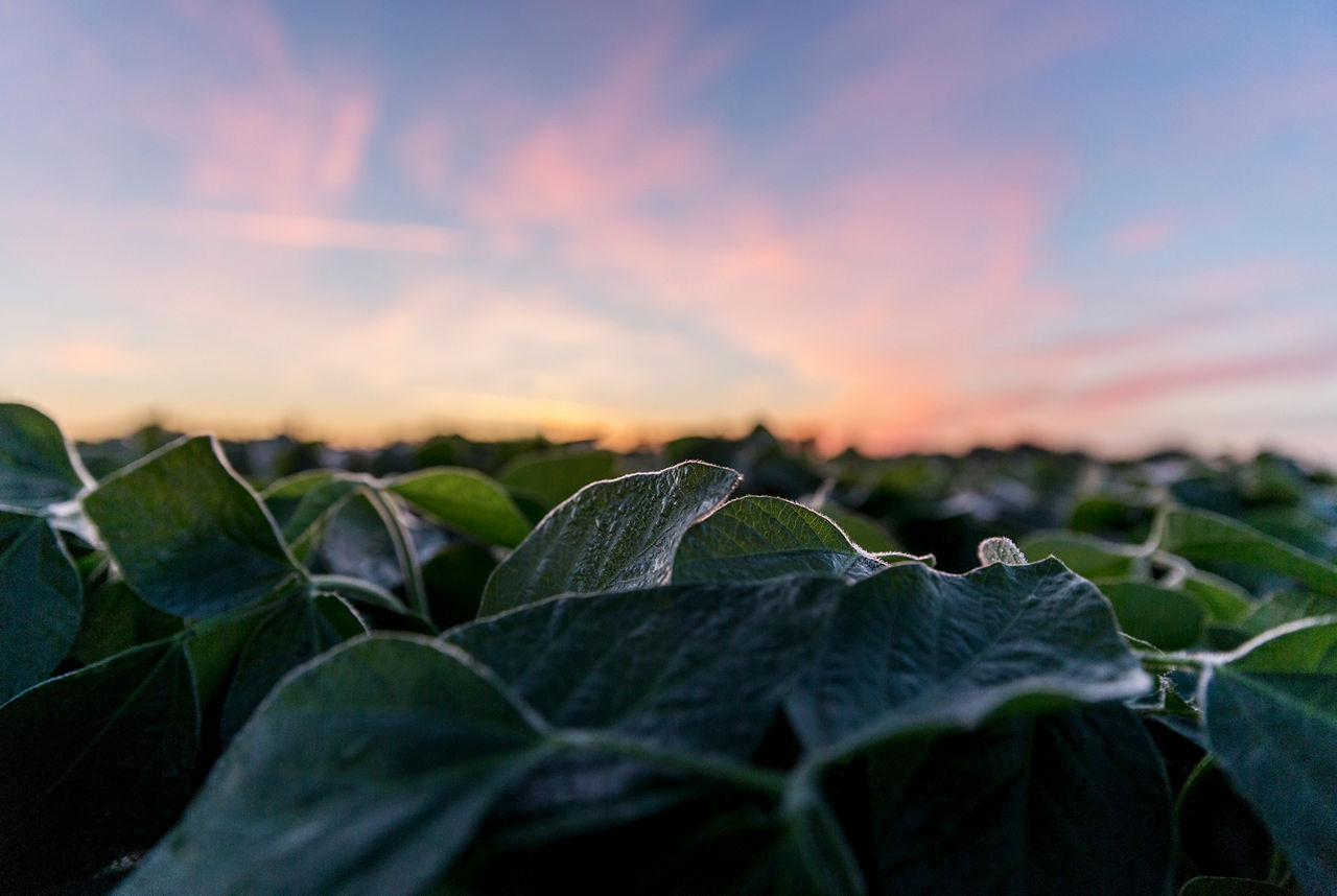 Midseason soybean field