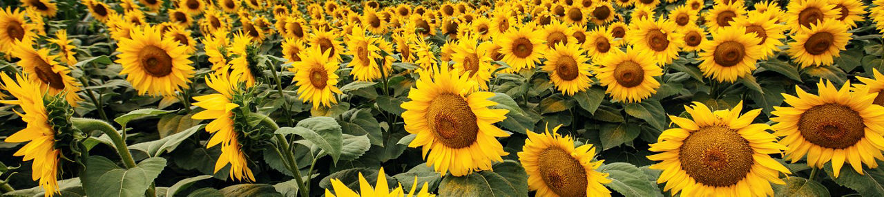 P64LE25_Banner_Desktop