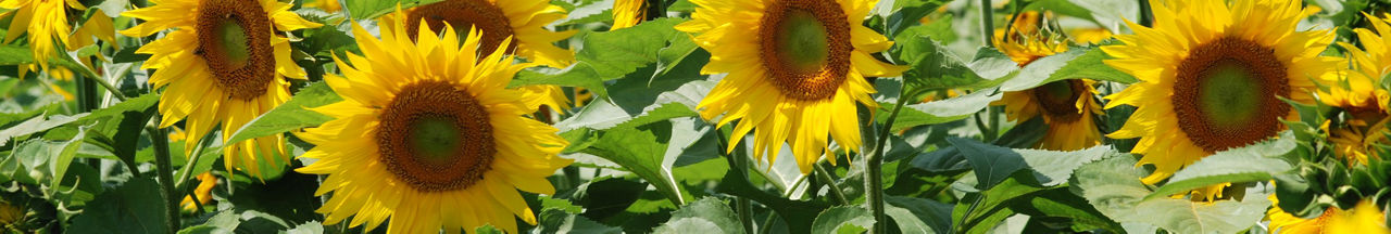 IMG_sunflower_desktop (3fac37d8-4073-47a7-ad57-5bc6154749a3)