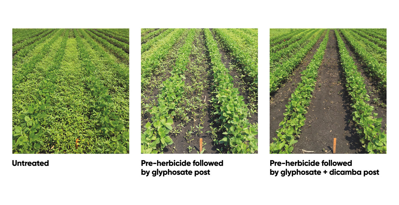 Take Control of Glyphosate-resistant Waterhemp