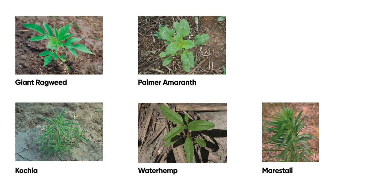 Spectrum Weed Control