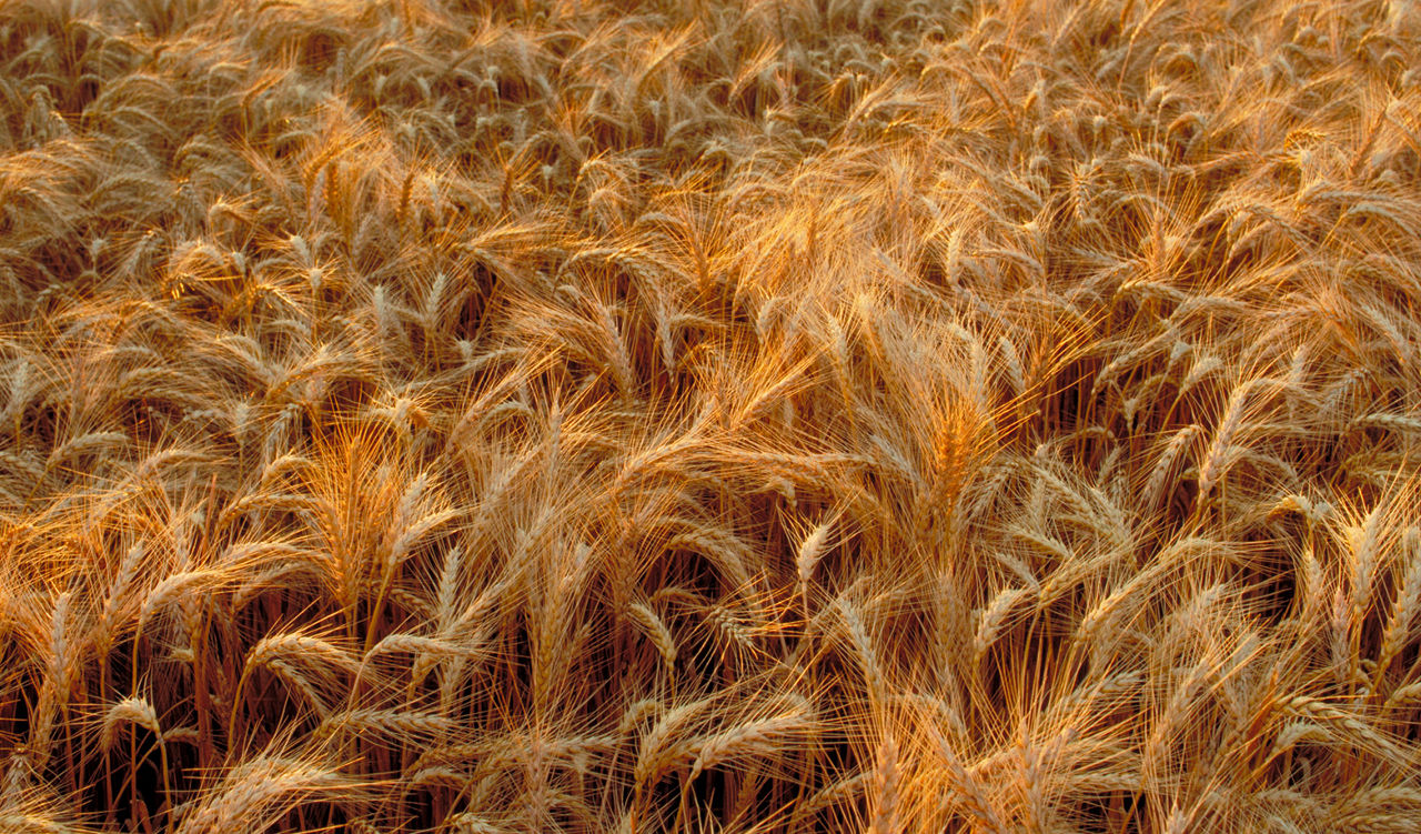 Wheat field