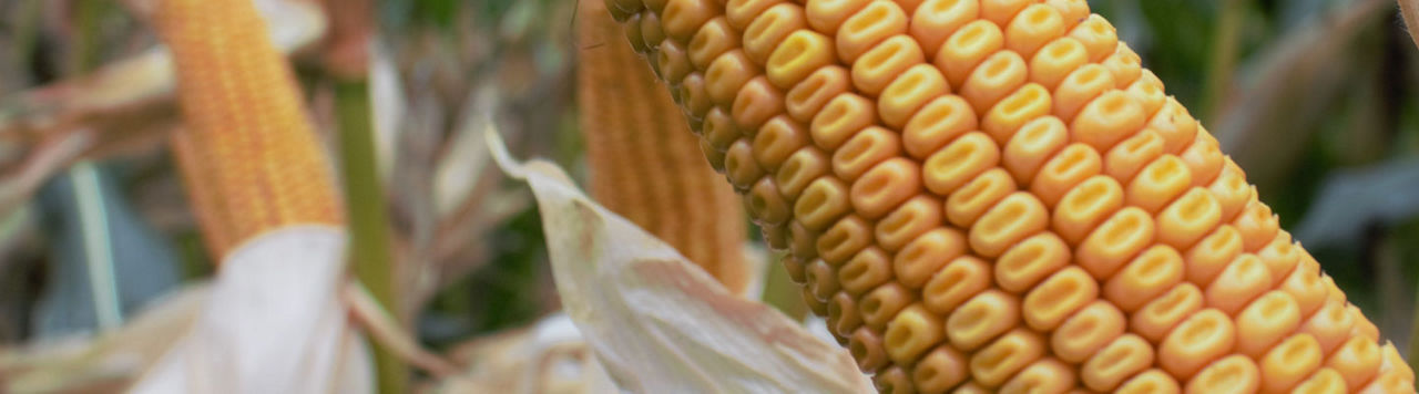 La Genetique Dentee du Mais Pioneer