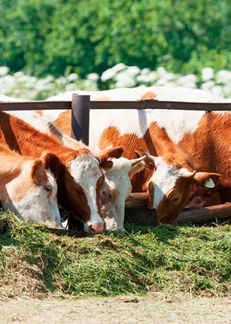 cows
