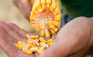 Corn
