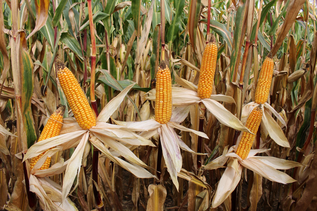 Pioneer P8834 ef