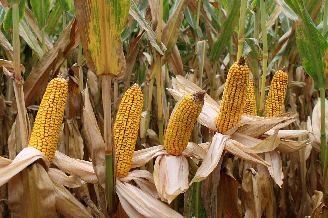 Pioneer P8834 ef