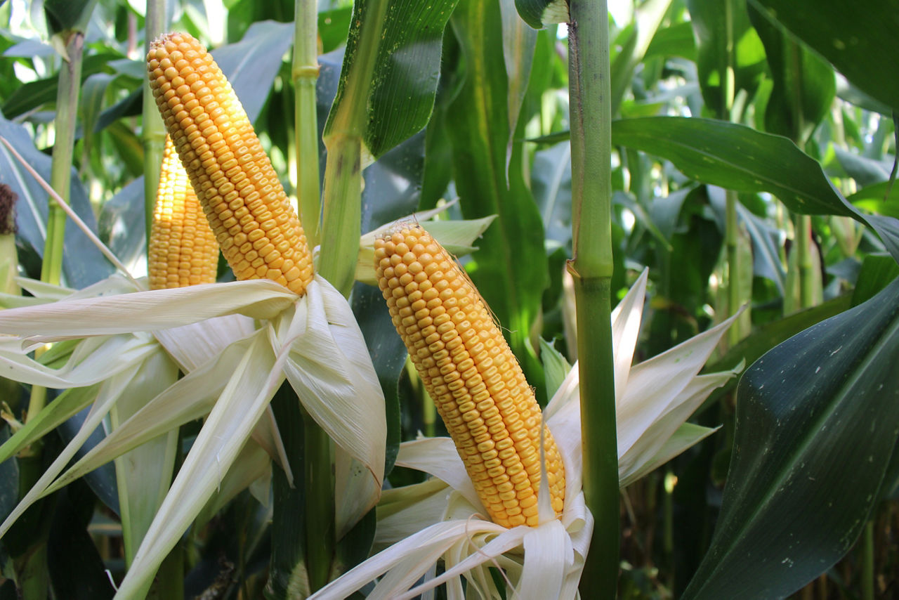 Pioneer P8834 ef