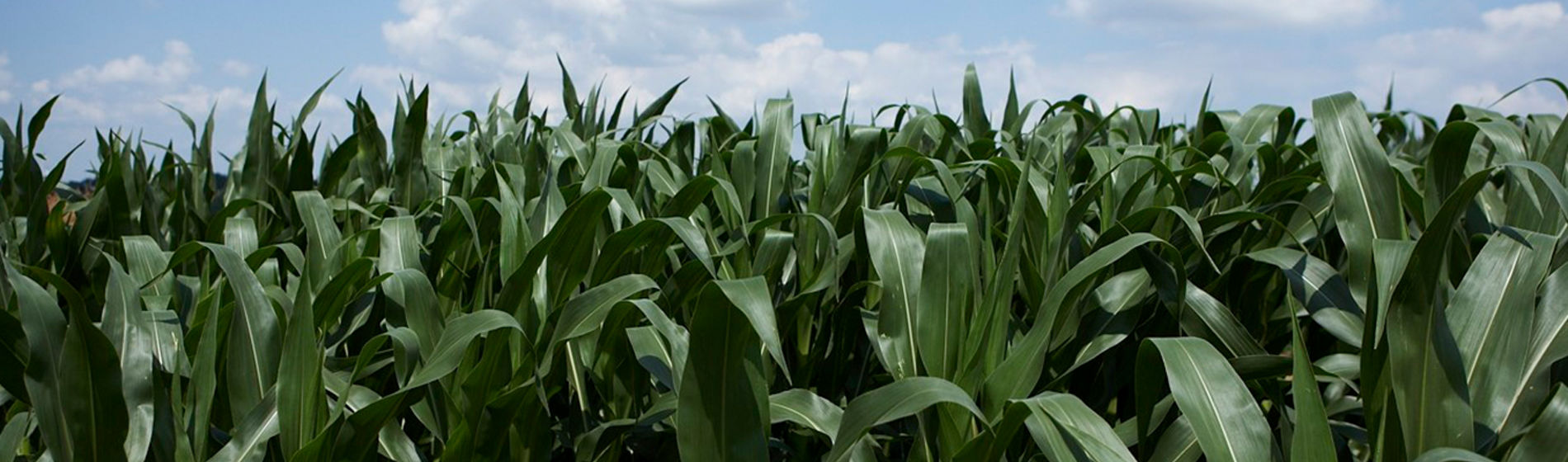 Maize