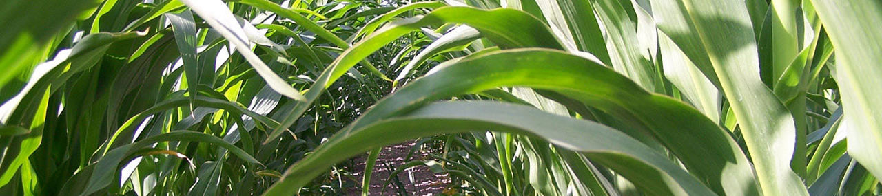 Maize crop