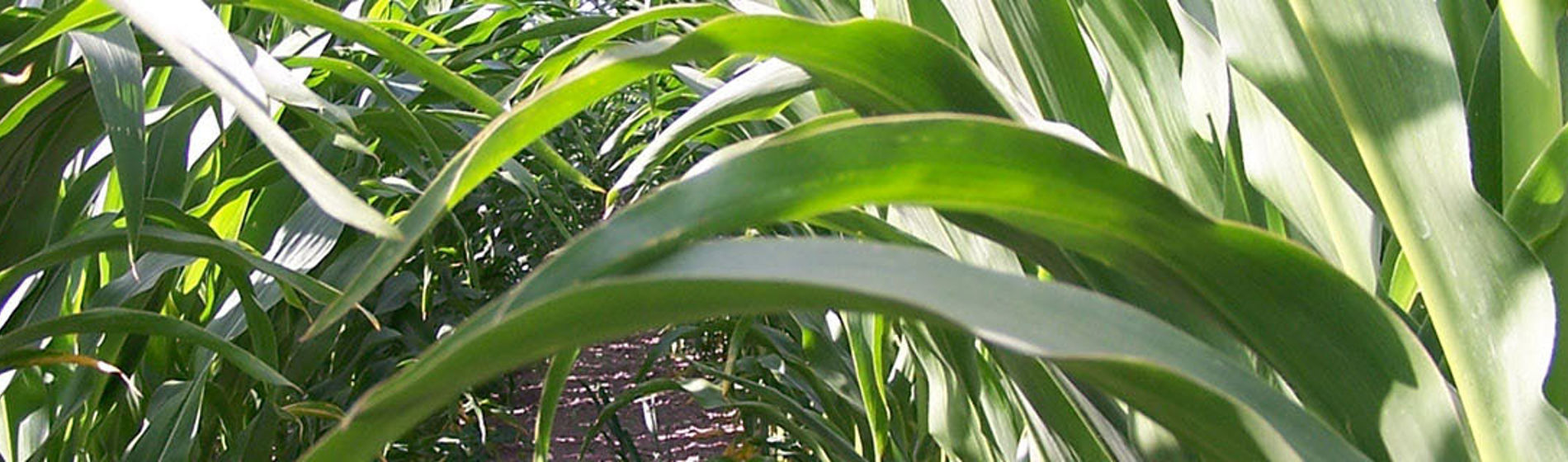 Maize crop