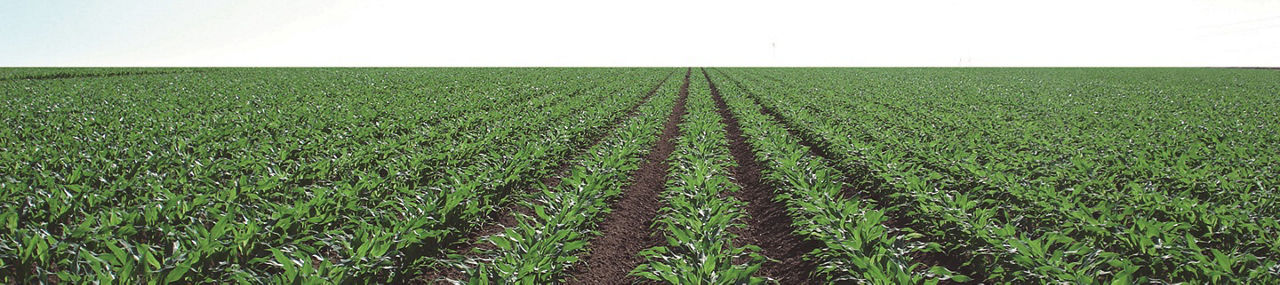 Cultivo de maiz libre de maleza