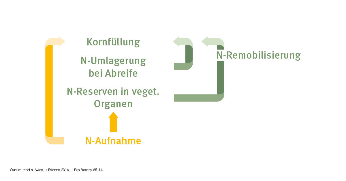 N Fluesse im Vegetationsverlauf