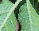 Nevenwerking Vydate aardappelen