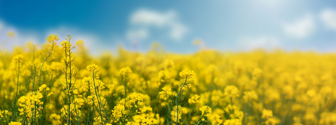 OSR crop