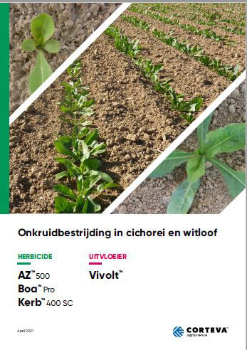 Onkruidbestrijding in cichorei en witloof front