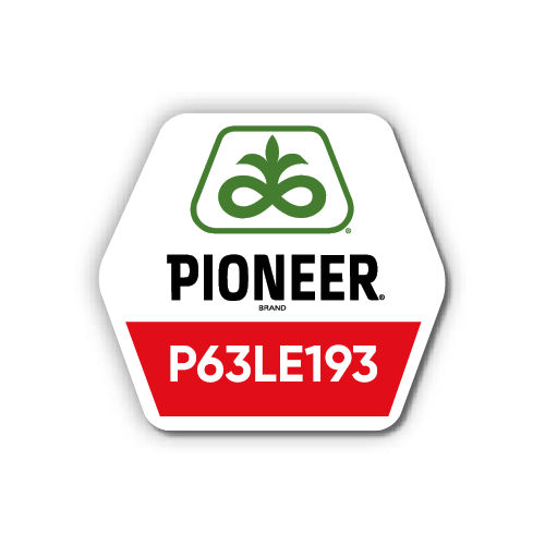 Соняшник Pioneer