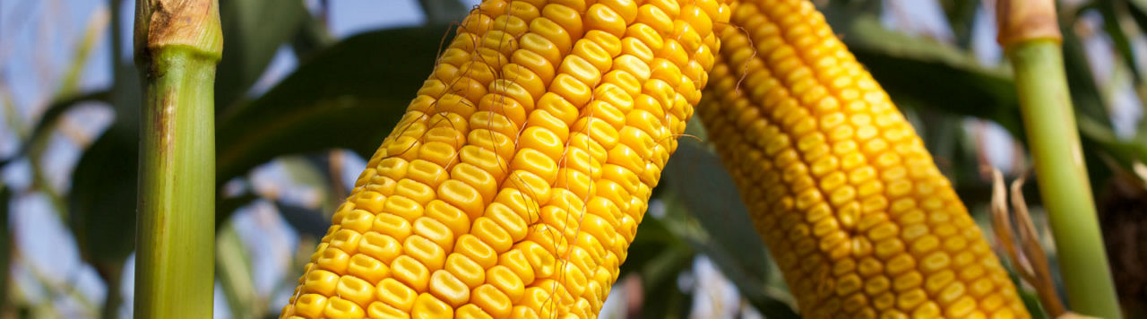 P7460_header