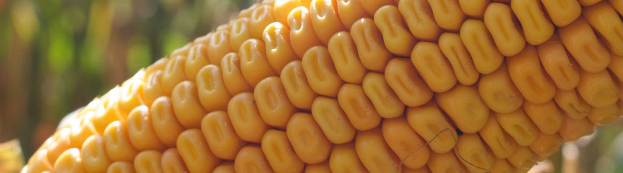 P7515_header