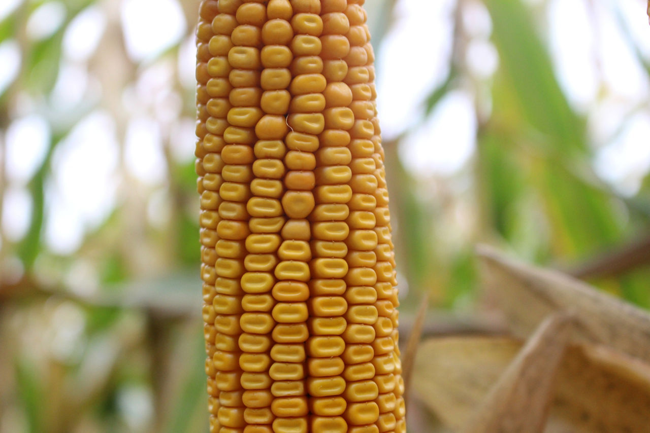 Pioneer  P7818