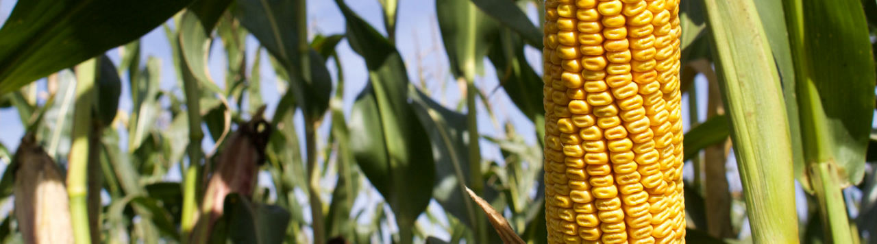 P8134_header