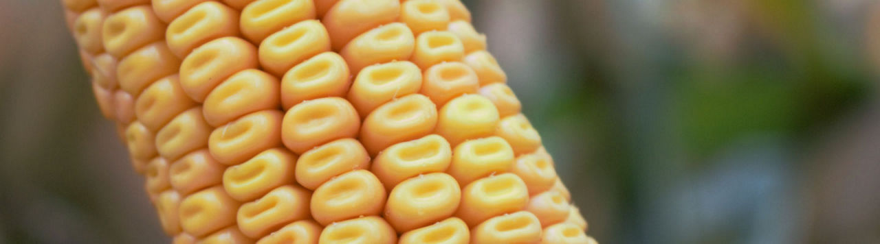 Pioneer Maiscatalogus 2023 voorzijde