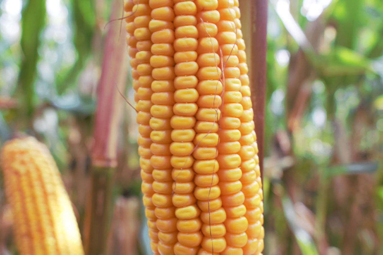 Pioneer maisras P8317