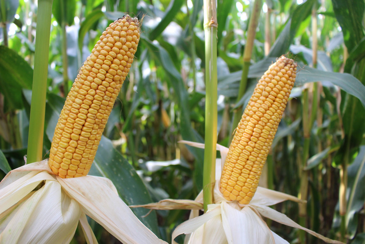 Pioneer maisras P83.224