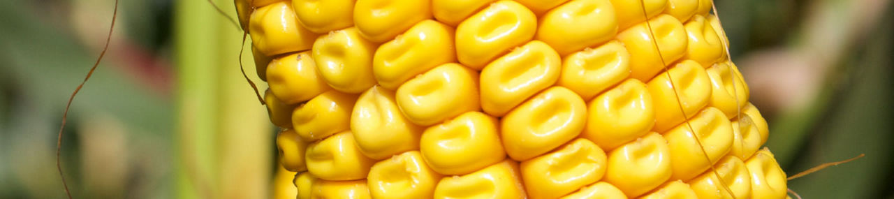 P8333_Header_Desktop