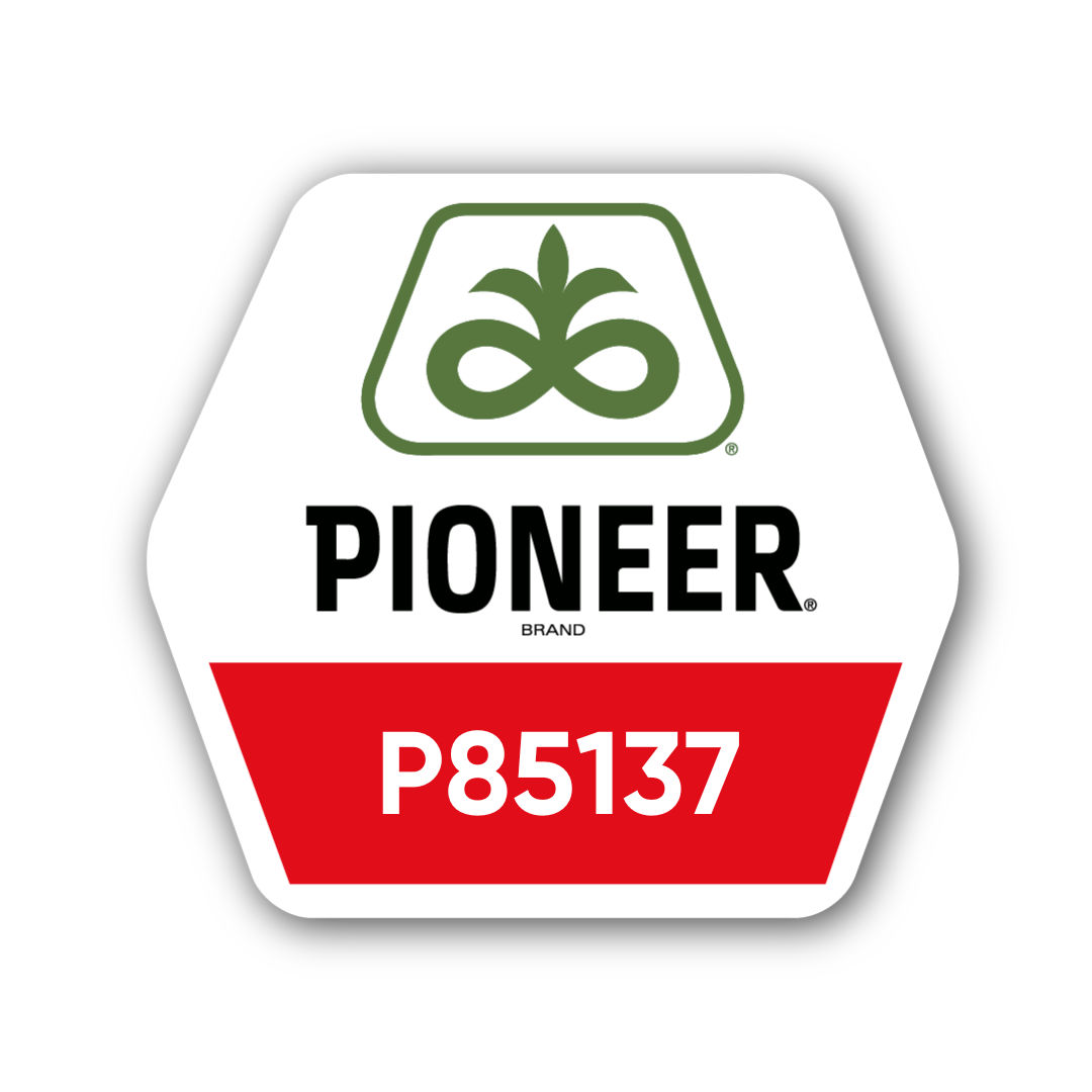 Кукурудза Pioneer