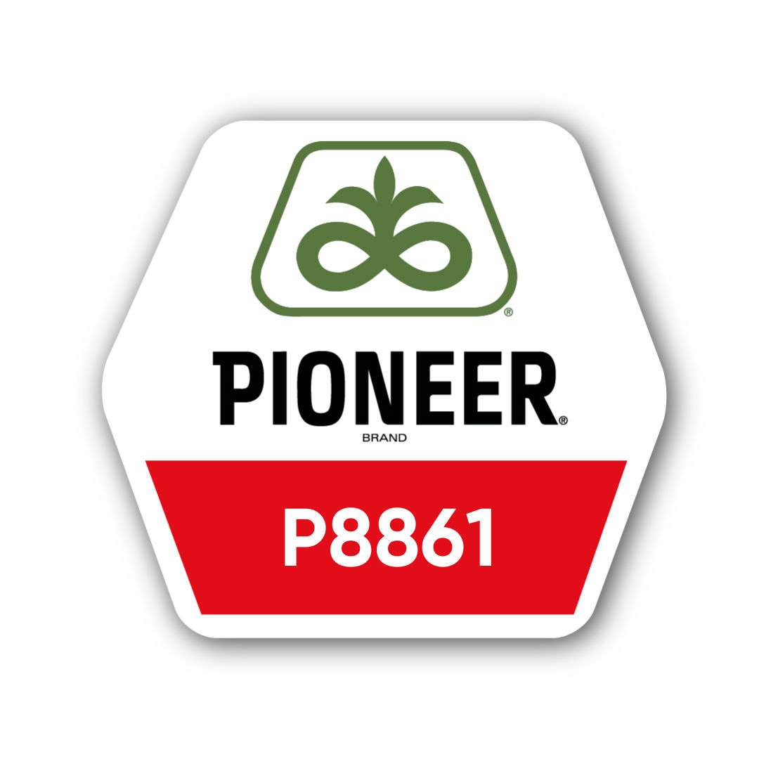 Кукурудза Pioneer