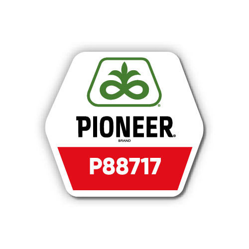 Кукурудза Pioneer