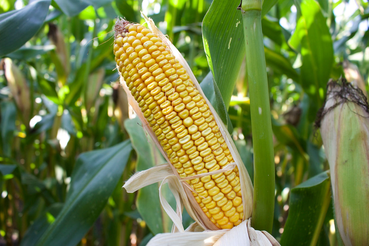 Pioneer maisras P8317