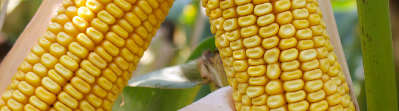 P8904_header
