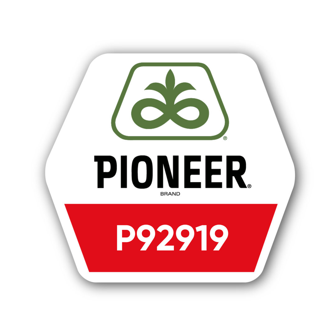 Кукурудза Pioneer
