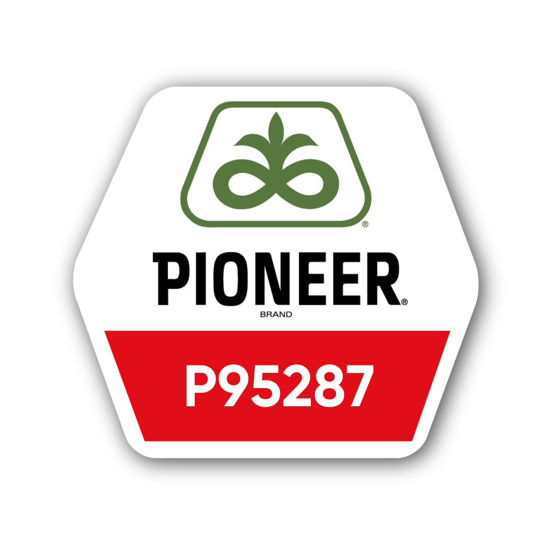 Кукурудза Pioneer