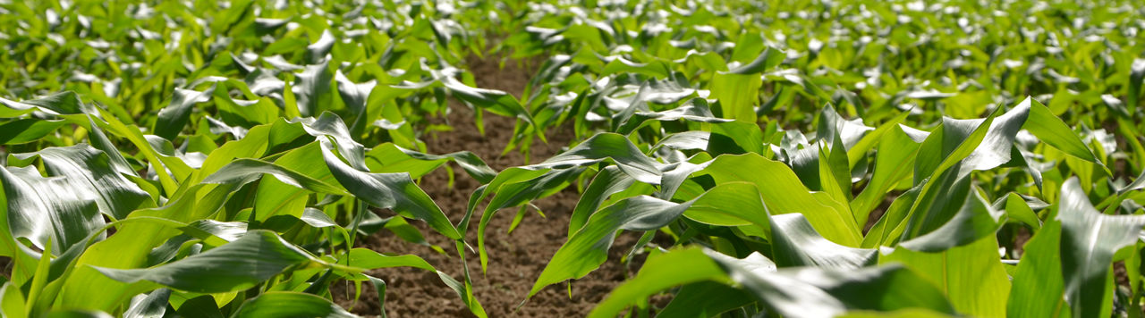 Farmer in field planting crop