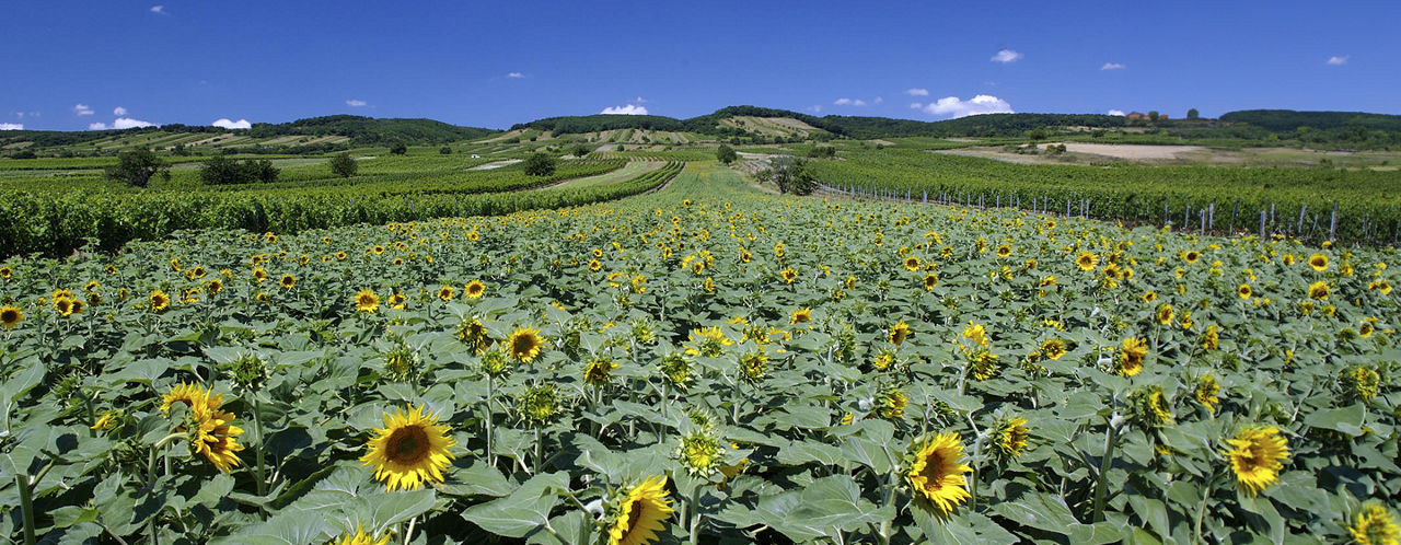 Versuchsergebnisse Sonnenblumen 2025