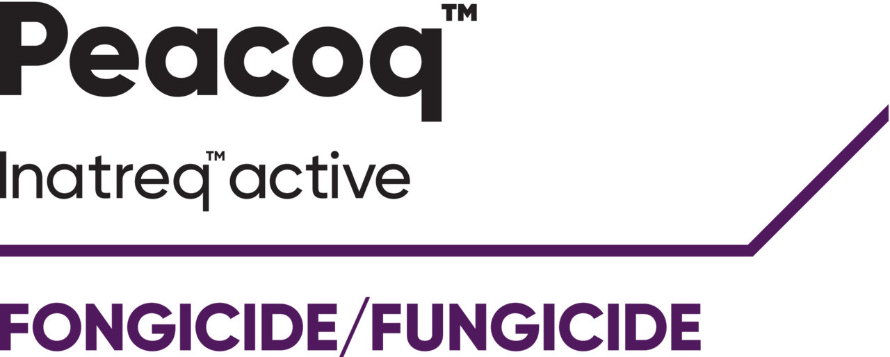 Peacoq logo BEFR