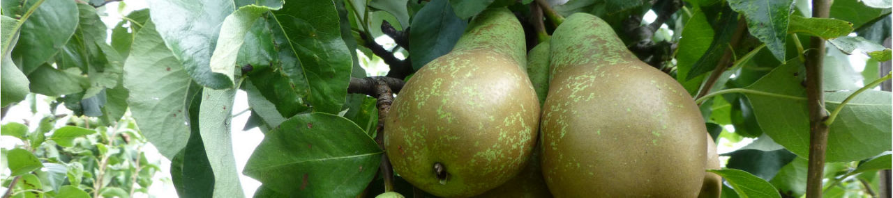 Pears_web_Delegate