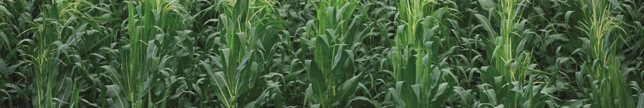 Photo_corn_desktop