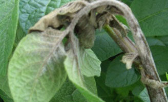 Phytophthora